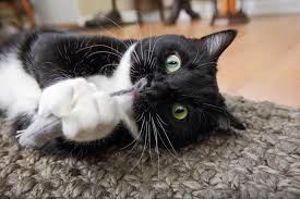 Der squidly didly von purrrs ist ein wechselanhänger der auch ohne spielangel spaß macht. Katzenspielzeug Selber Machen Kreative Tipps Tricks