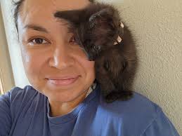 Kittens Missy and sister available for adoption