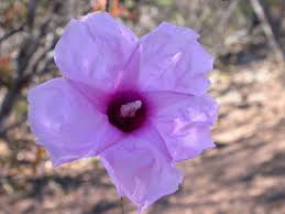 Image result for Ipomoea venosa