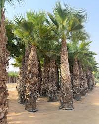 Image result for Washingtonia