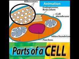 Plant cell cell membrane  gate of the cell  it controls what comes in and out of the cell. Parts Of A Cell Human Animals Class 7 Class 8 Grade 7 Grade 8 Youtube Human Body Structure Animal Cell Functions Science Cells
