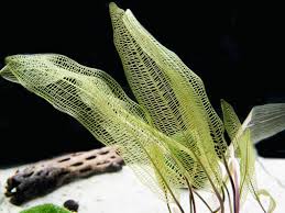 Image result for Wahlenbergia madagascariensis