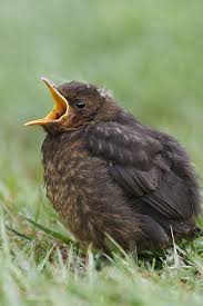 All Black Bird With Black Beak Baby Blackbird Black Bird Pet Birds Animals