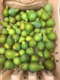 Résultat de recherche d'images pour "colonel littman's fig"