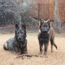 Maybe you would like to learn more about one of these? Mcguire S German Shepherds Home Facebook