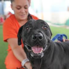 Adoptable pets at the shelter. Maricopa County Sherriff S Office Animal Safe Haven Unit Petsmart Charities