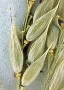 Image result for Eriochloa fatmensis