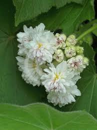 Image result for Sparrmannia