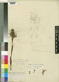 Image result for Satyrium trinerve