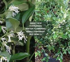 White winter flowering plants uk. Winter Flowering Shrubs Uk Paramount Plants London