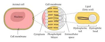 The Effect Of Alcohol Concentration On The Leakage Of Pigment From Report