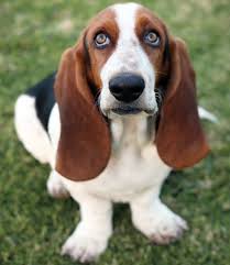 Image result for basset hound