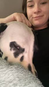 Dalmatian puppies' behavioral changes with age