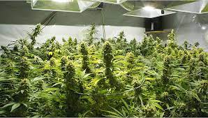 With this, here are other important things. Best Light Schedule For Cannabis In The Flowering Stage Fast Buds