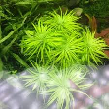 Image result for Syngonanthus