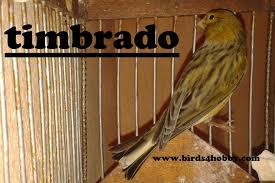 تركيب لون اوف وايت في الدهانات. ÙƒÙ†Ø§Ø±ÙŠ ØªÙ…Ø¨Ø±Ø§Ø¯Ùˆ Ø§Ù„Ø¥Ø³Ø¨Ø§Ù†ÙŠ Ø´ÙƒÙ„Ù‡ Ø­Ø¬Ù…Ù‡ Ø£Ù„ÙˆØ§Ù†Ù‡ ÙˆØªØ±Ø¨ÙŠØªÙ‡ Ù…ÙˆØ¶ÙˆØ¹ Ø´Ø¨Ù‡ Ø´Ø§Ù…Ù„ Ø­ÙˆÙ„ Ø·Ø§Ø¦Ø± Ø§Ù„ØªÙŠÙ…Ø¨Ø±Ø§Ø¯Ùˆ