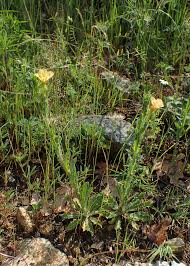 Image result for Oenothera indecora