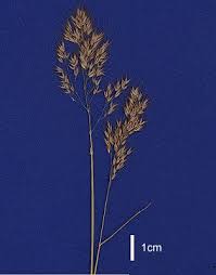 Image result for Pentameris