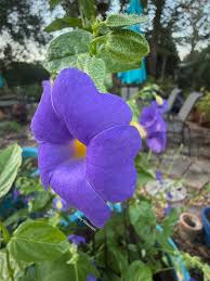 Image result for Thunbergia battiscombei