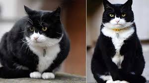 Ingiltere Disisleri Bakanligi Kedi Palmerston Un Aldigi Kilolardan Rahatsiz Kedi Ingiltere Fareler
