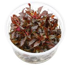 Several cultivars are used as ornamental plants in aquaria. Alternanthera Reineckii Mini Tissue Culture 5cm Pot Nature Aquariums