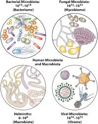 cross domain and viral interactions in the microbiome