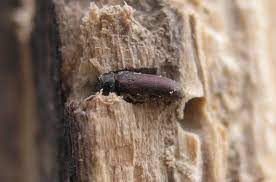 In the larval stage it bores in wood and feeds upon it. Woodworm Wikipedia