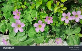 Image result for Oxalidaceae