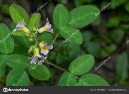Image result for Oxalis barrelieri