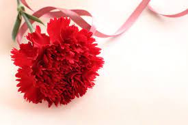 Single Flower Red Carnation History Of Carnations And Their Color Meanings Carnation Flower Carnation Flower Meaning Carnation Colors