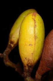 Image result for Pycnanthus