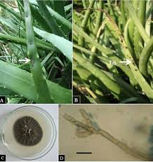 Aloe vera recovered from root rot with two pups and lots of root. A B Disease Symptoms On Aloe Vera C A Mature Culture Of Download Scientific Diagram
