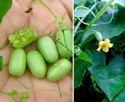 Image result for Melothria