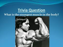 When you are taking anatomy and physiology you will be required to identify major muscles in the human body. What Is This About Trivia Question What Is The Strongest Muscle In The Body Ppt Download