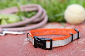 The Best Dog Collar Reviews By Wirecutter
