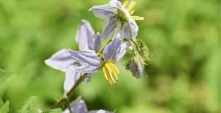 Image result for Solanum giganteum