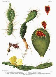 Prickly pear is a surprisingly simple cactus. Opuntia Triacantha Wikipedia