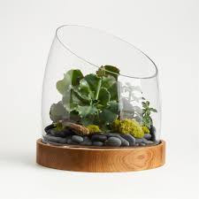Large Slant Terrarium With Wood Base Reviews Crate And Barrel In 2020 Diy Succulent Terrarium Large Terrarium Succulent Garden Design