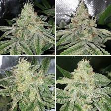 Whats up farmers i got an empty 4x4, fans, nutrients and all the supplies coming my way for my second grow, 5 years after my first one. Lec Vs Led Grow Lights Side By Side Cannabis Grow Journal Grow Weed Easy