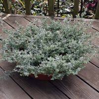 Image result for Helichrysum schimperi