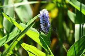 Image result for Pontederia