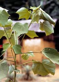 Image result for Gmelina