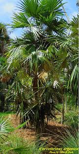 Image result for Coccothrinax
