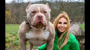 Our block blood dogs are known for their consistency, displaying height from micro to pocket size, with extreme body types and features, dependent on the breeding pair used. Dangerous Or Good Pets The American Bully Dog Youtube