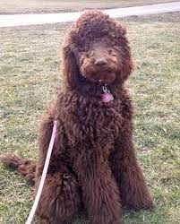 Find poodle dogs and puppies from tennessee breeders. N E W F O U N D L A N D A N D P O O D L E N E W F Y P O O Zonealarm Results