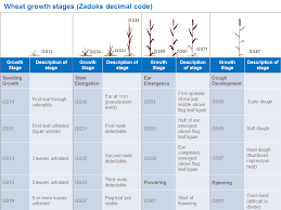 Wheat Growth And Development Yara Uk