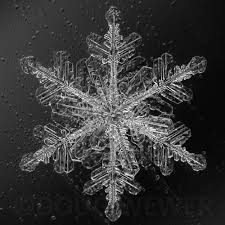 Snowflake 8 Bw Snowflake Photography Snowflake Images Snowflakes