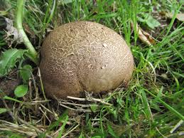 They differ in size and their surface can be smooth or covered with small warts or spikes depending on the type of mushroom. Common Earthball