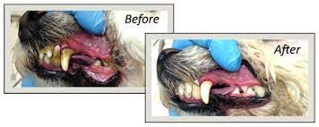 You can expect to spend anywhere from $300 to $1,400 for a cat dental cleaning. Dental Cleaning For Dogs And Cats Qualified Pet Dental