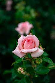 thanks to andreas brun for making this photo available freely on unsplash in 2021 rose pink flowers flowers